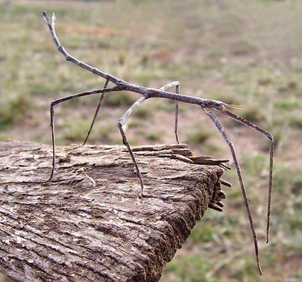 Geisttier Holzwurm Totem Schamanismus Krafttier